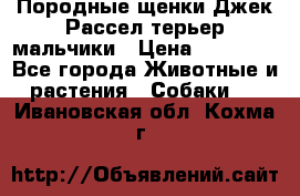 Породные щенки Джек Рассел терьер-мальчики › Цена ­ 40 000 - Все города Животные и растения » Собаки   . Ивановская обл.,Кохма г.